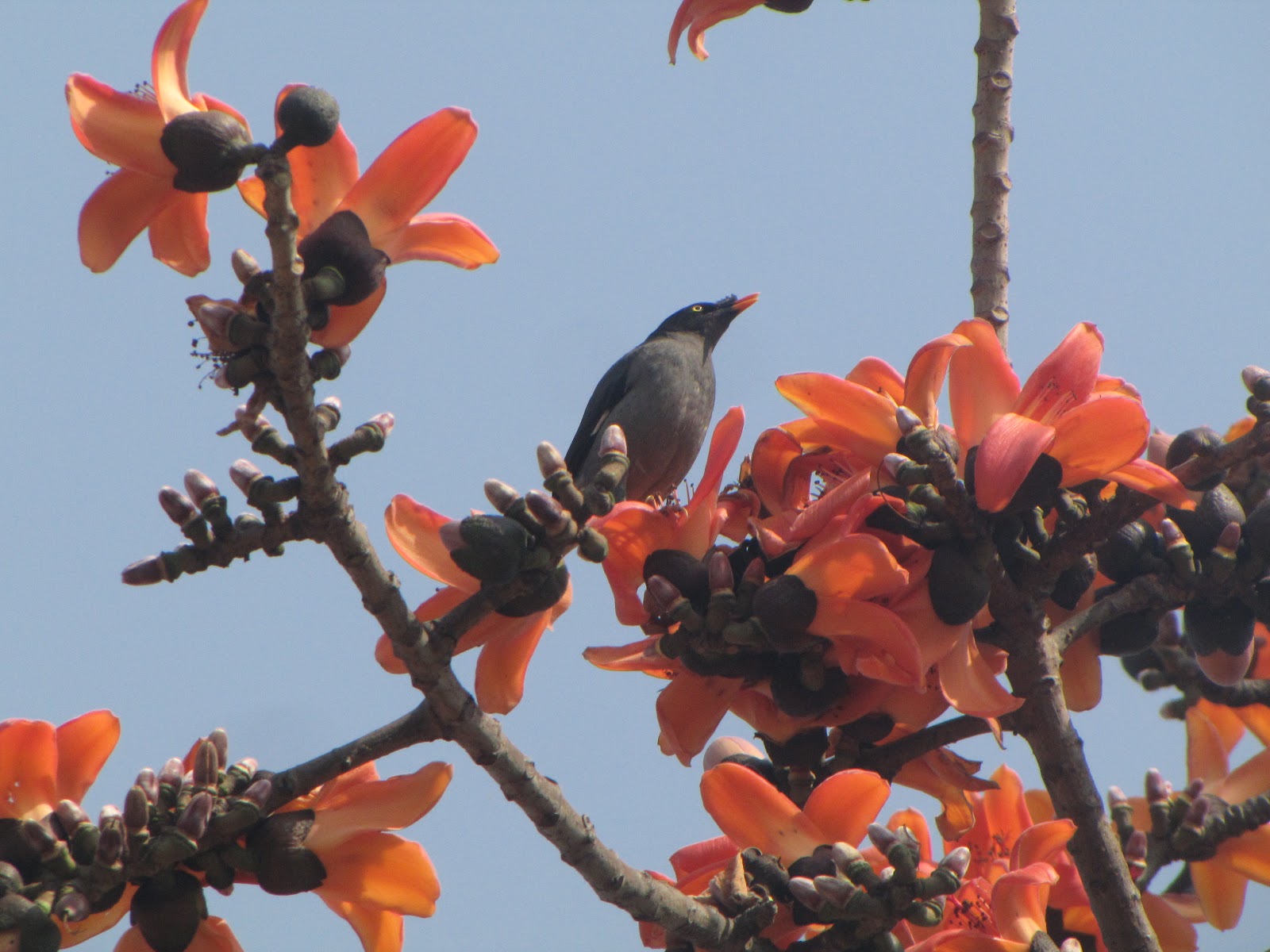 nature rambles WBW/ Birds On The Silk Cotton Trees
